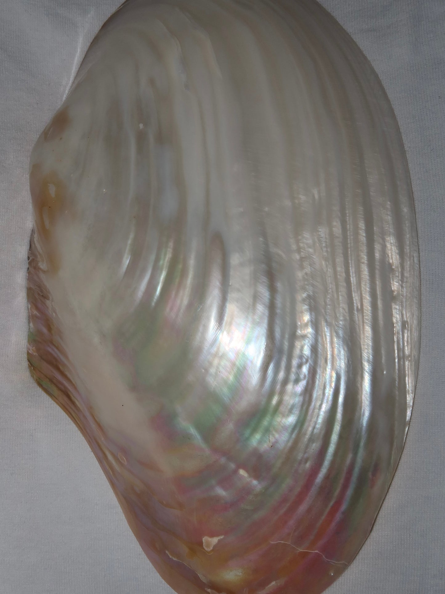 Natural pearly shell