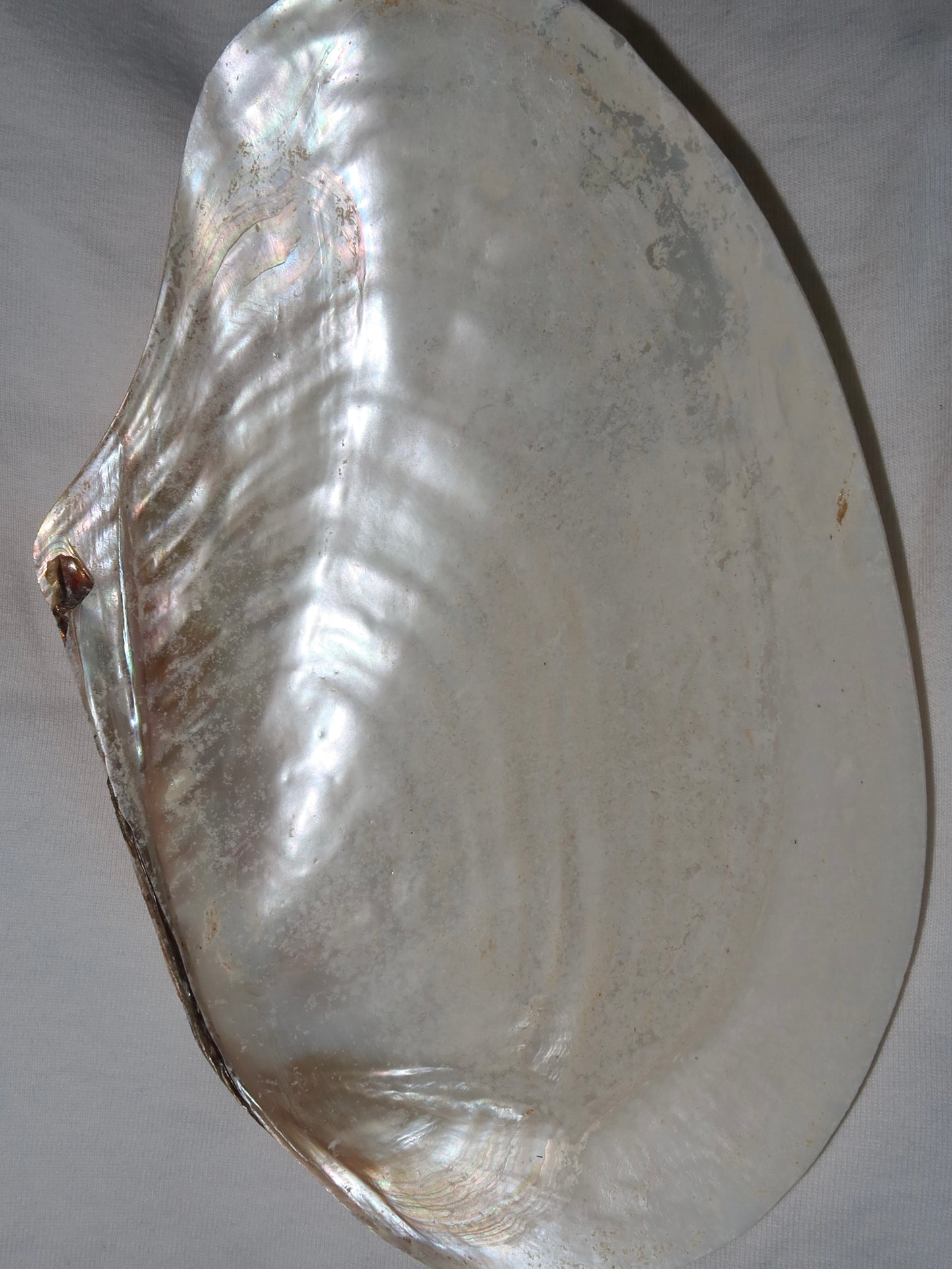 Natural pearly shell