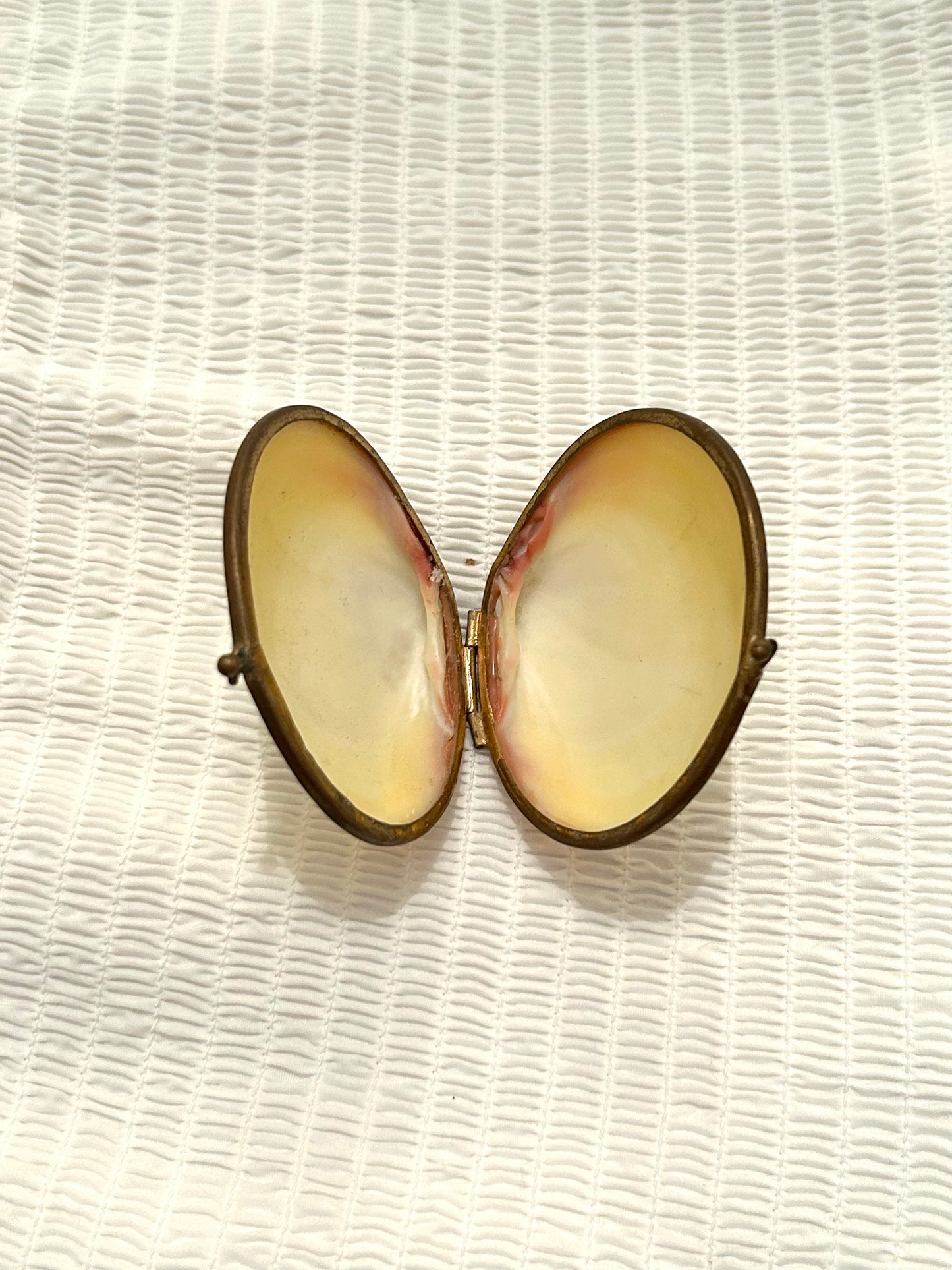 Vintage Blush and Cream Shell Coin Purse / Trinket Dish