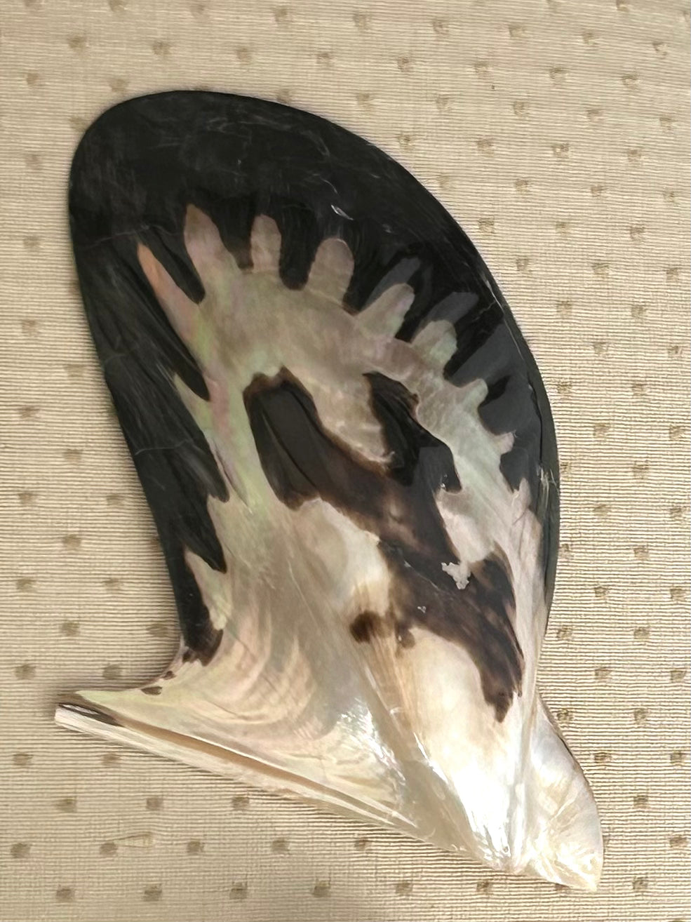 Marble Shells