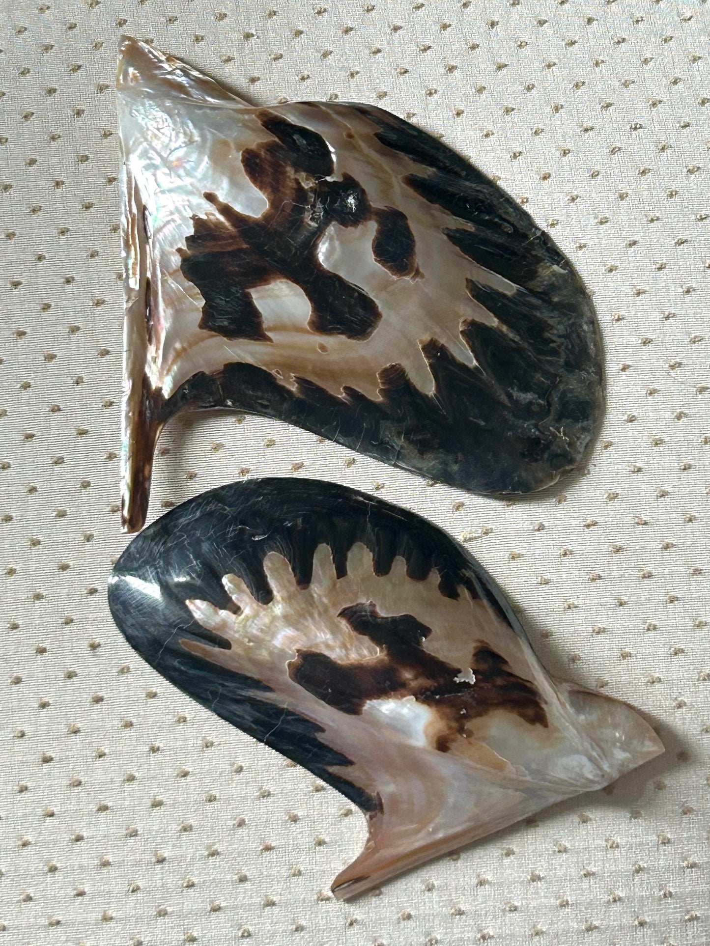 Marble Shells