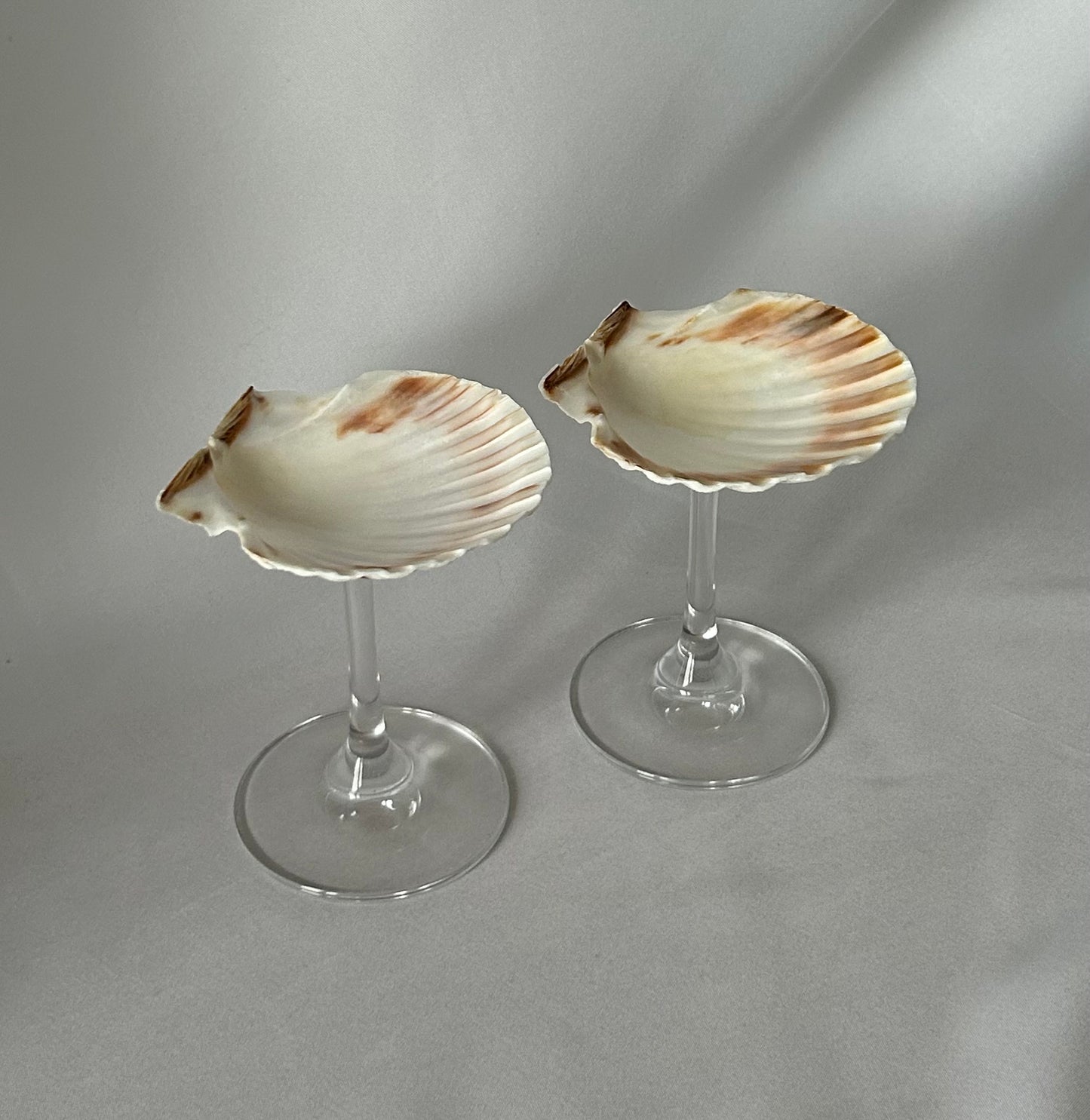 Set of each classic shell glasses.