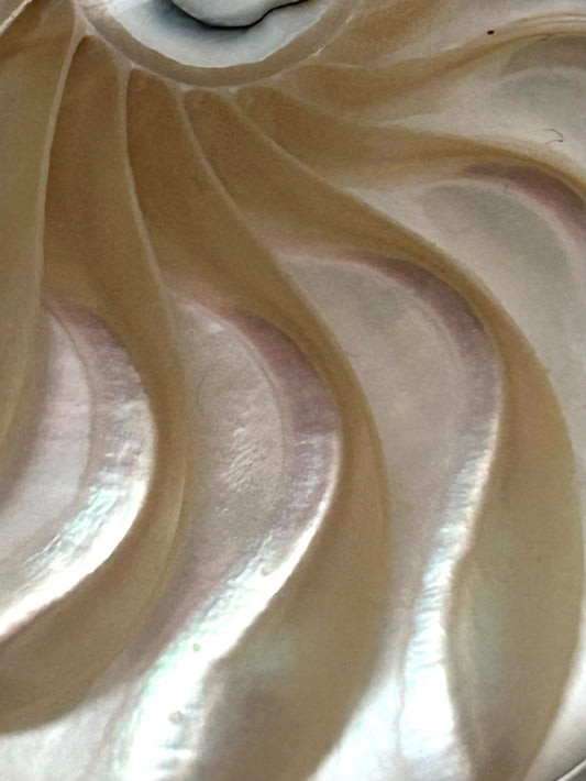 Nautilus Shell Pendant with Mother-of-pearl