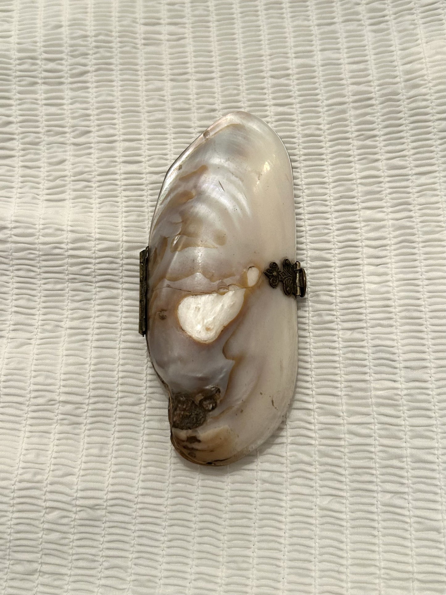 Victorian Shell Purse -