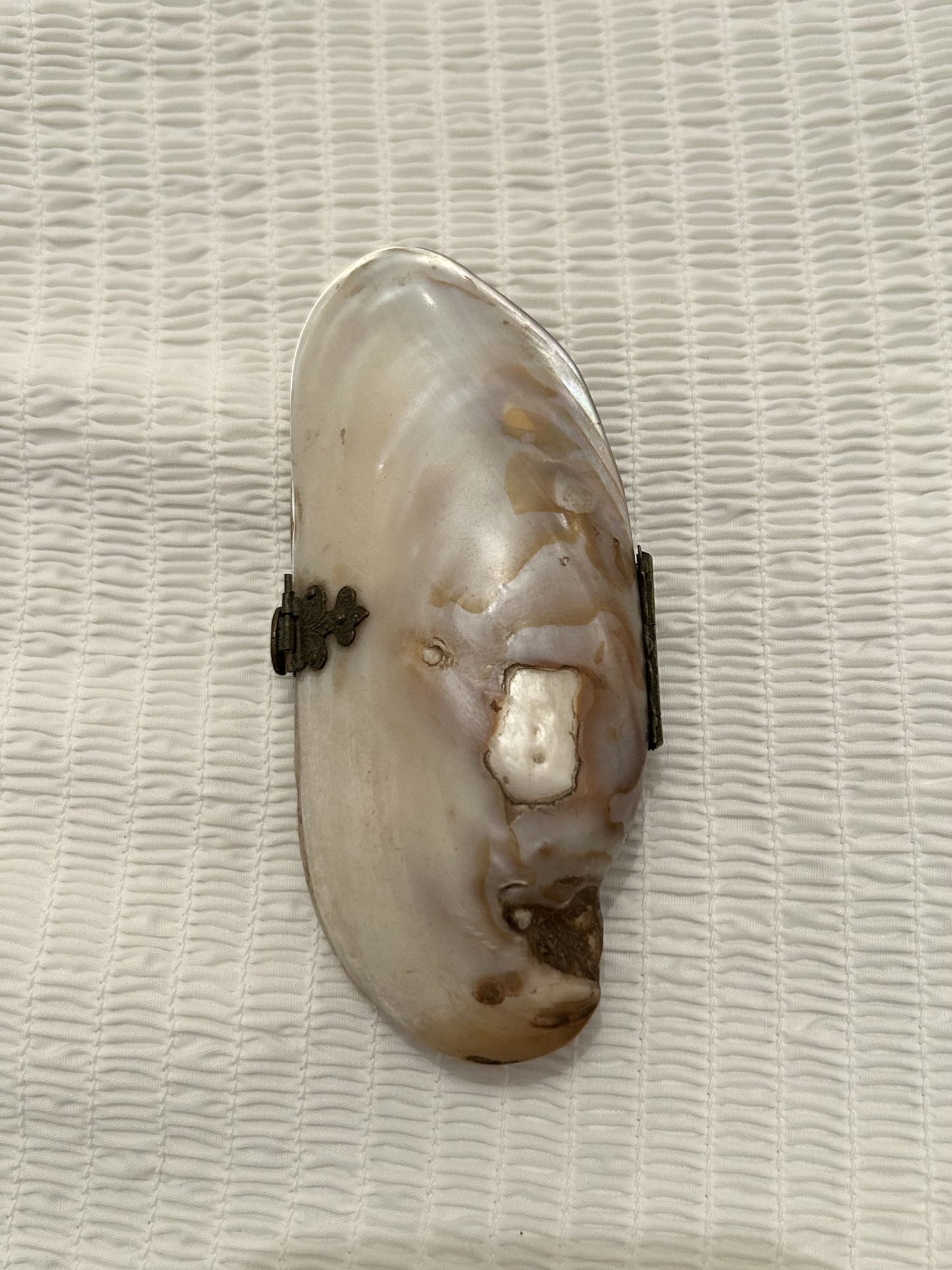 Victorian Shell Purse -