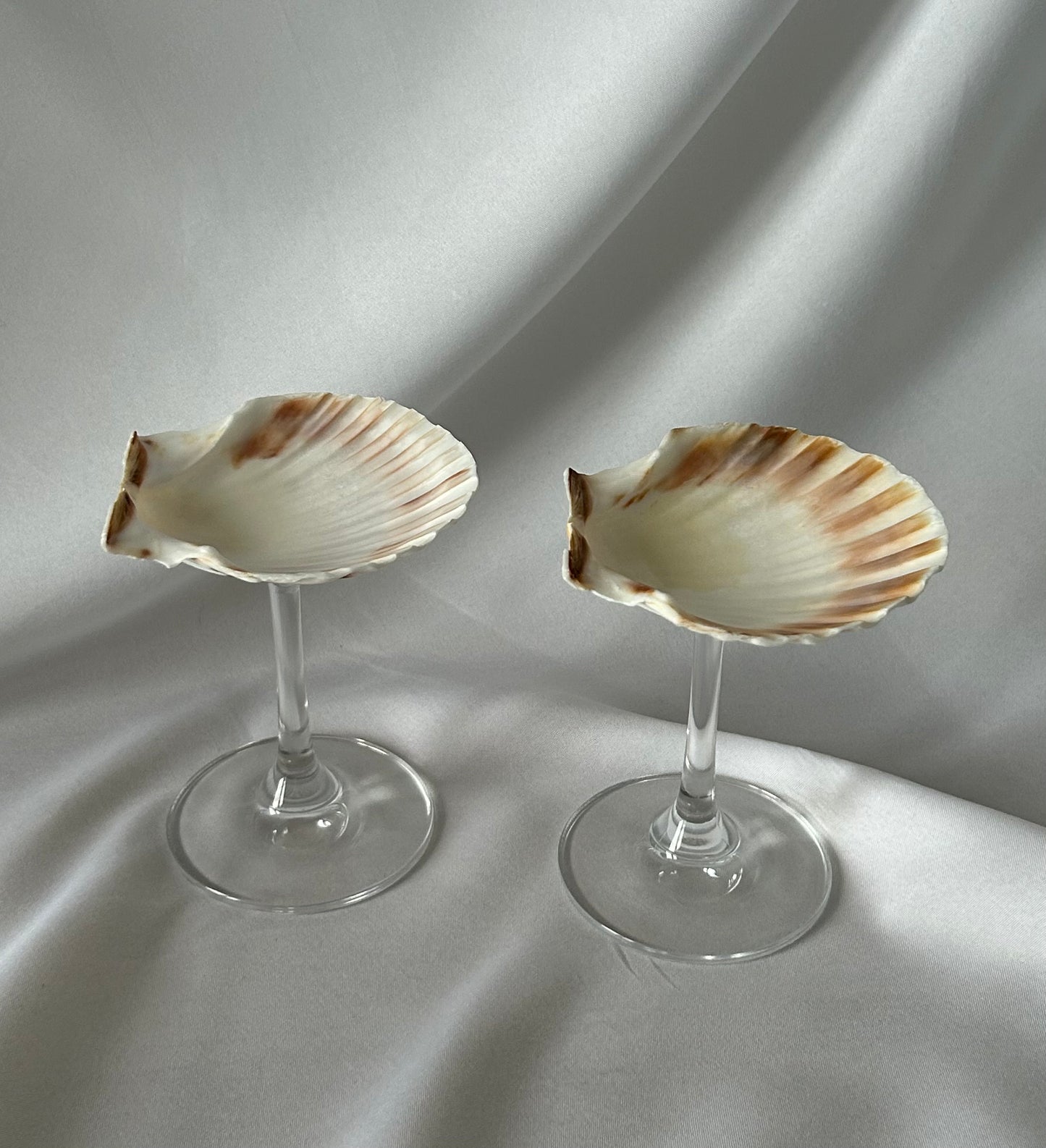 Set of each classic shell glasses.